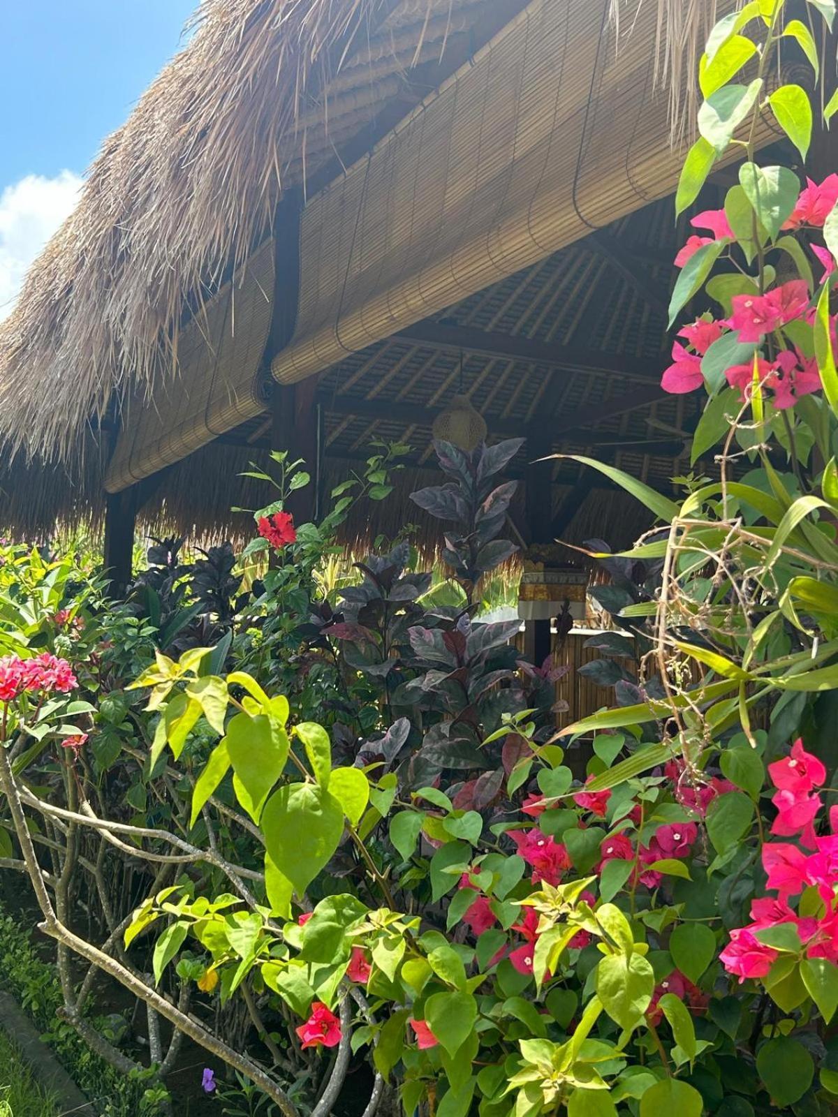 水手花园小屋住宿加早餐旅馆 蓝梦岛 外观 照片